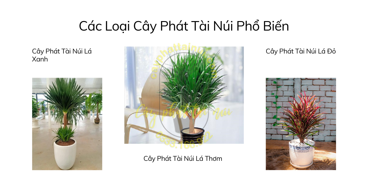 Các Loại Cây Phát Tài Núi Phổ Biến