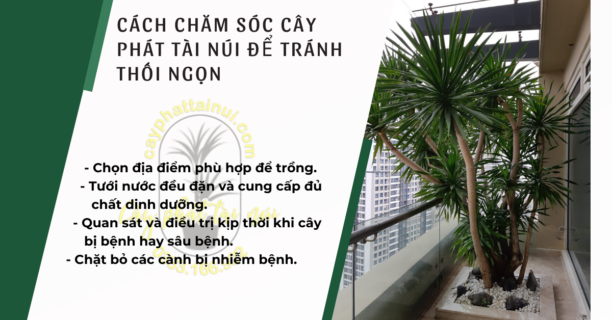 Cách Chăm Sóc Cây Phát Tài Núi Để Tránh Thối Ngọn