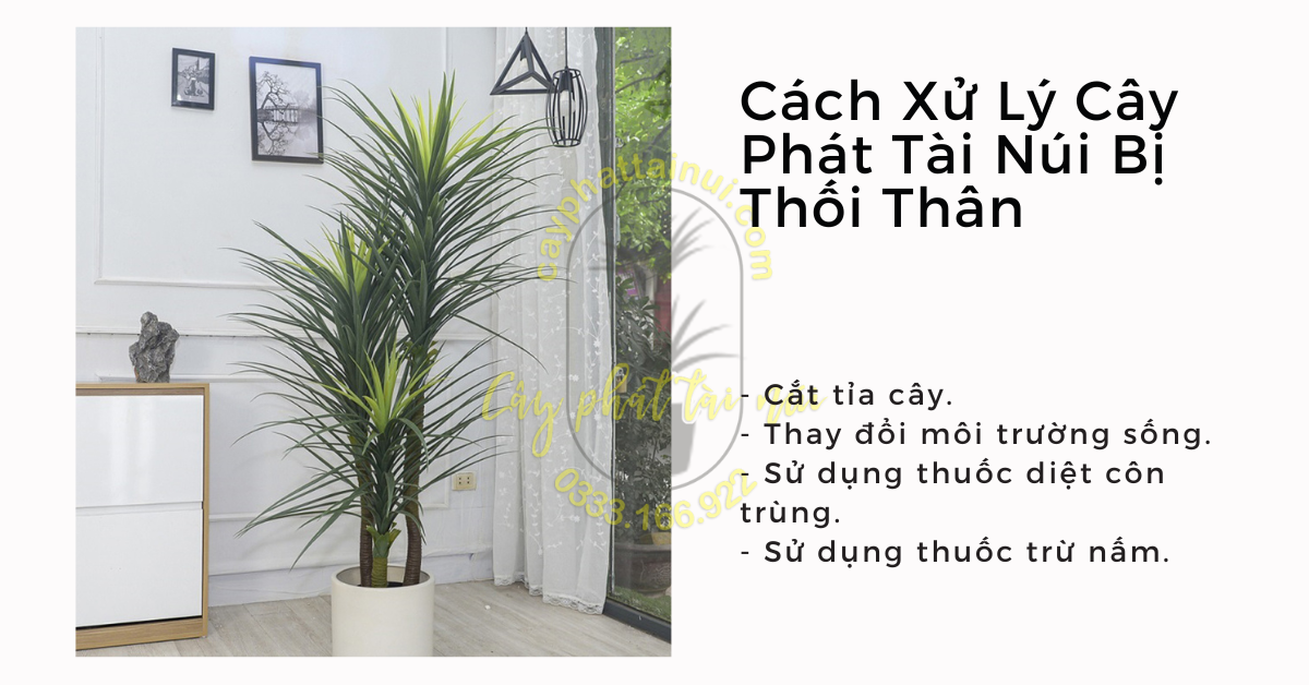 Cách Xử Lý Cây Phát Tài Núi Bị Thối Thân