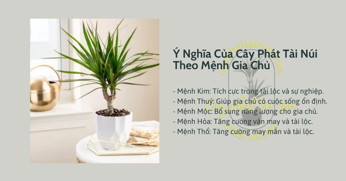 Ý Nghĩa Của Cây Phát Tài Núi Theo Mệnh Gia Chủ