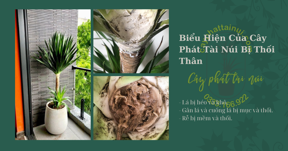 Biểu Hiện Của Cây Phát Tài Núi Bị Thối Thân