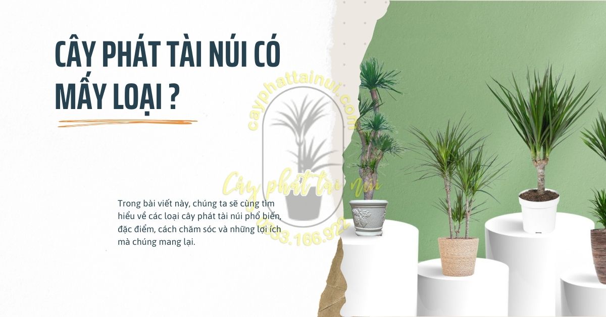 Cây Phát Tài Núi Có Mấy Loại