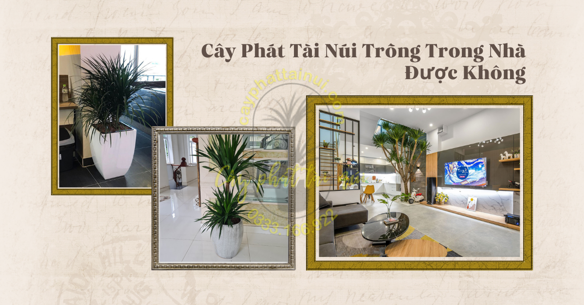 Cây Phát Tài Núi Trồng Trong Nhà Được Không