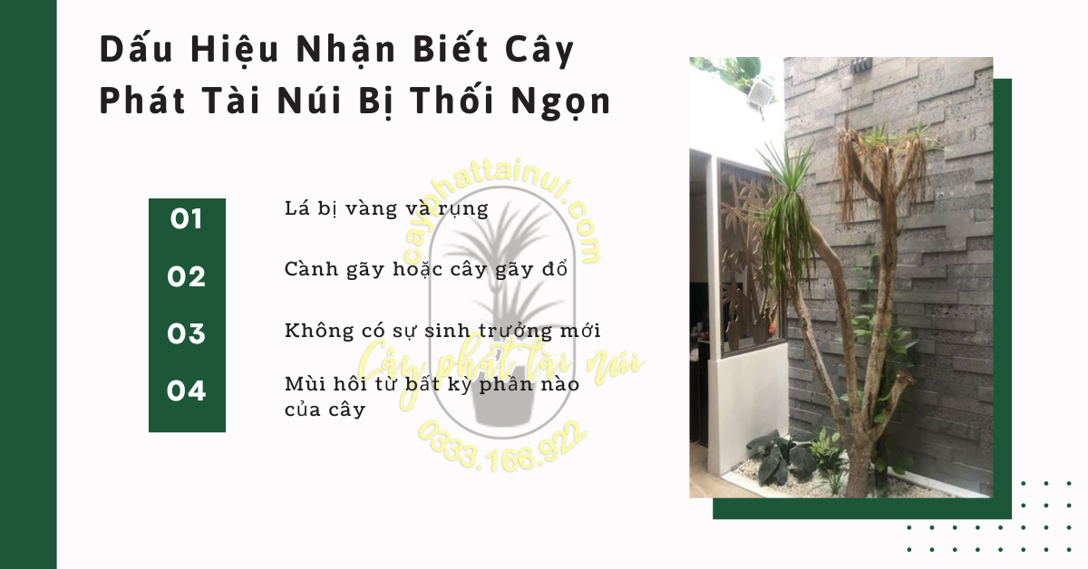 Dấu Hiệu Nhận Biết Cây Phát Tài Núi Bị Thối Ngọn