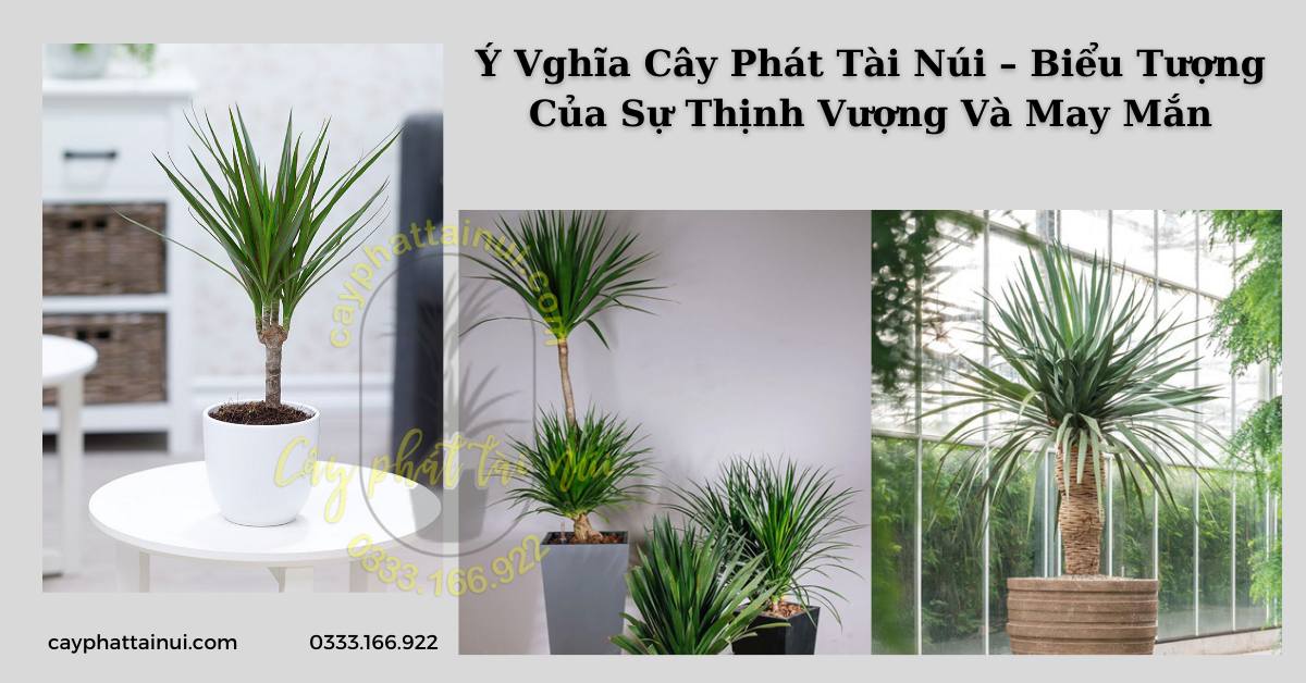 Ý Vghĩa Cây Phát Tài Núi – Biểu Tượng Của Sự Thịnh Vượng Và May Mắn